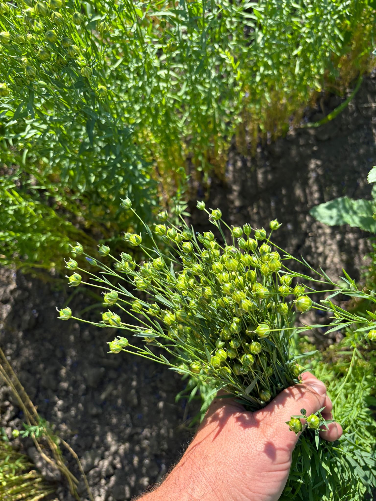 Blue flax flower field